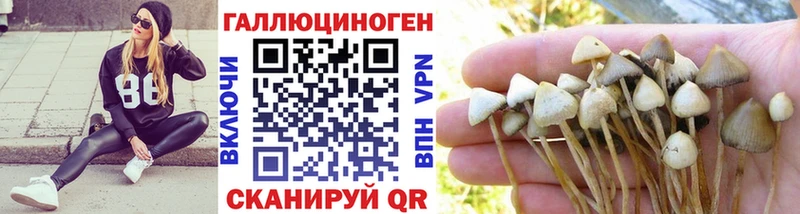 Псилоцибиновые грибы Psilocybine cubensis  Старица 